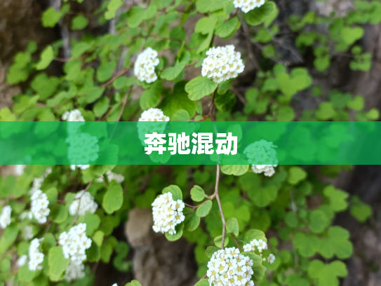 奔驰混动