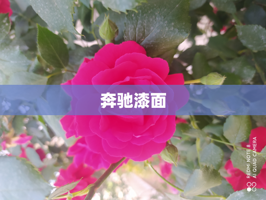 奔驰漆面