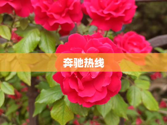 奔驰热线