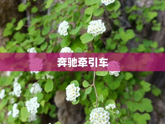 奔驰牵引车