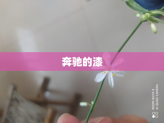 奔驰的漆