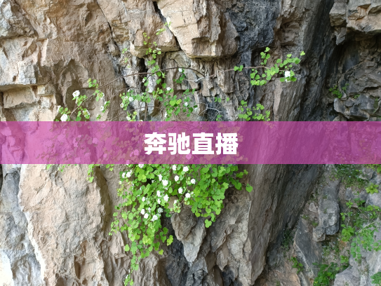 奔驰直播