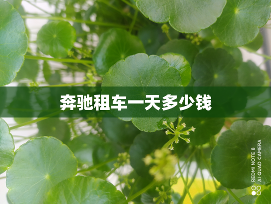 奔驰租车一天多少钱