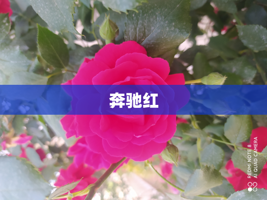 奔驰红