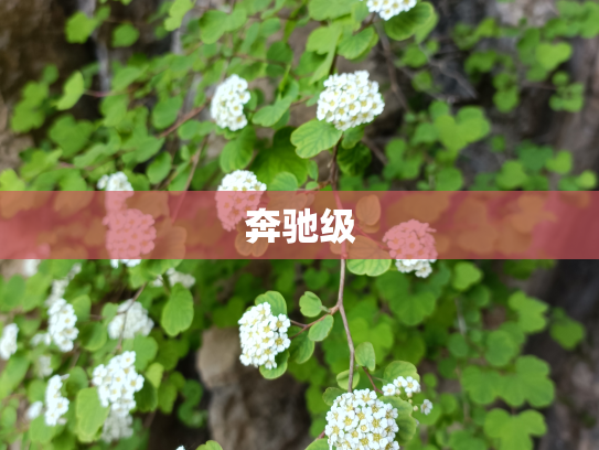 奔驰级
