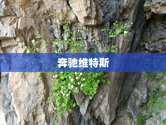 奔驰维特斯