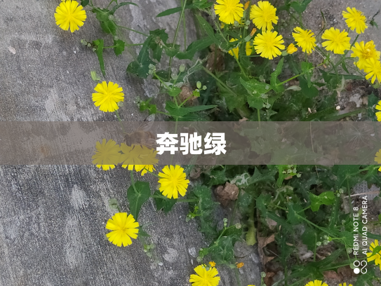 奔驰绿