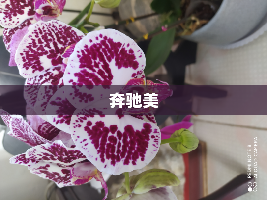 奔驰美