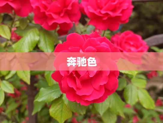 奔驰色