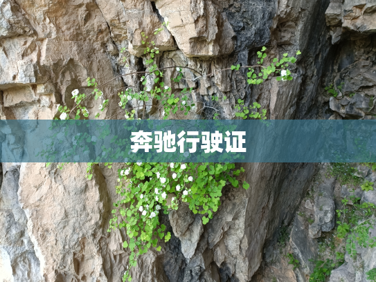 奔驰行驶证