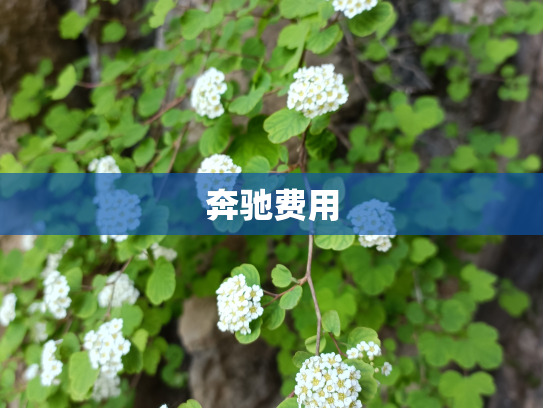 奔驰费用