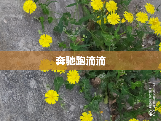 奔驰跑滴滴