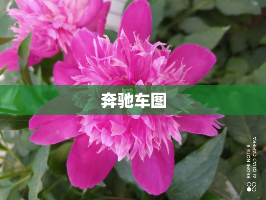 奔驰车图