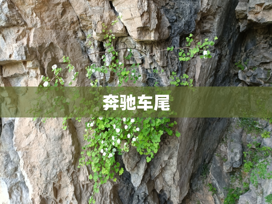 奔驰车尾