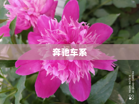 奔驰车系
