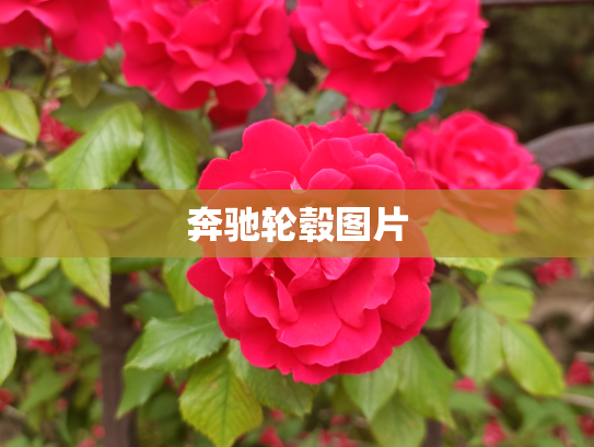 奔驰轮毂图片