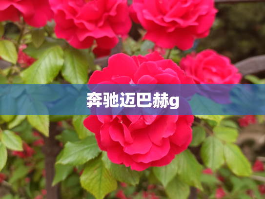 奔驰迈巴赫g