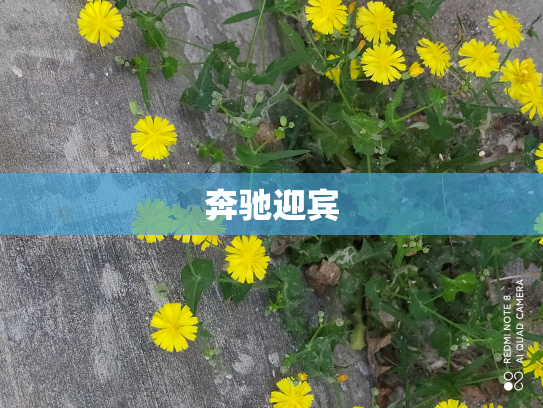 奔驰迎宾