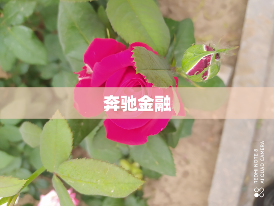 奔驰金融