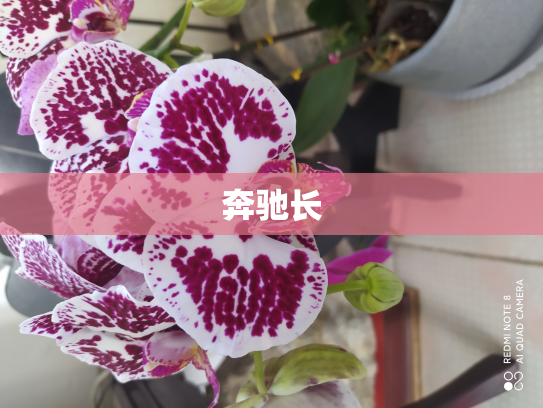 奔驰长