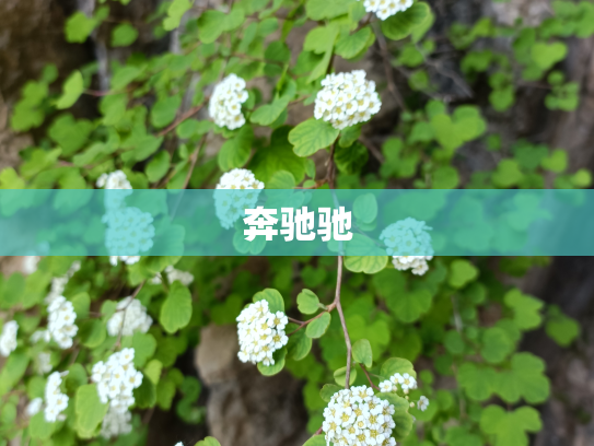 奔驰驰