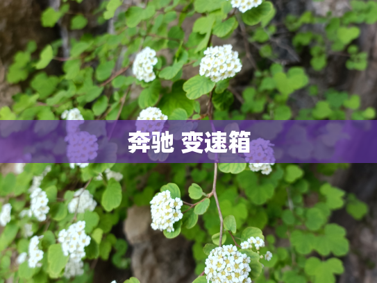 奔驰 变速箱