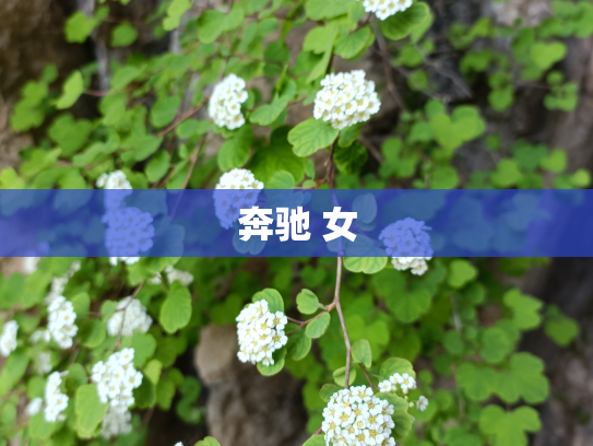 奔驰 女