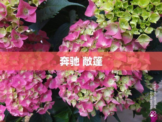 奔驰 敞篷
