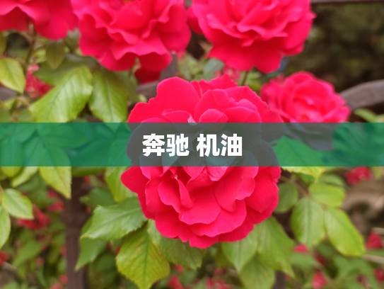 奔驰 机油