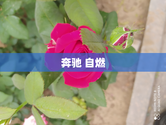 奔驰 自燃