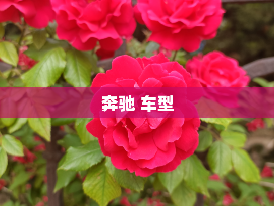 奔驰 车型