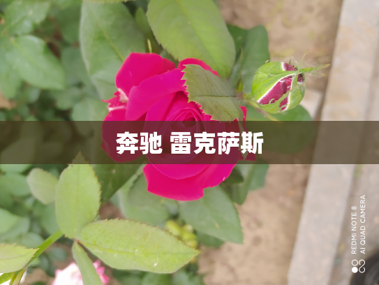 奔驰 雷克萨斯