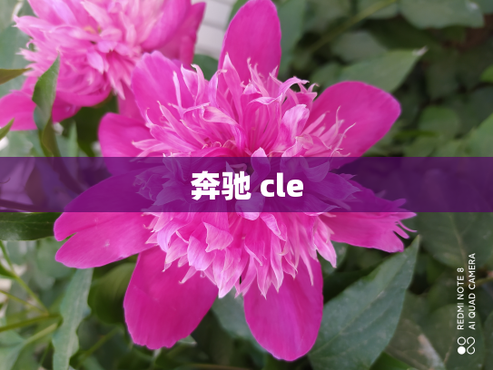 奔驰 cle