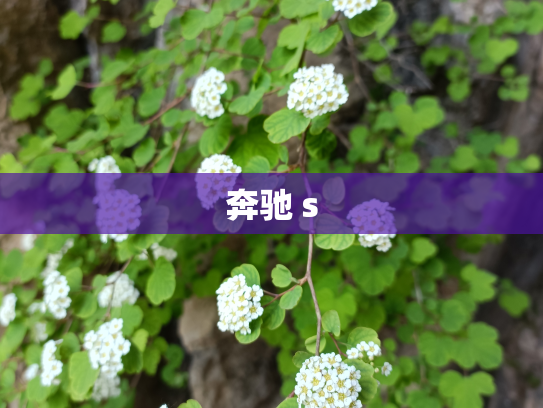 奔驰 s