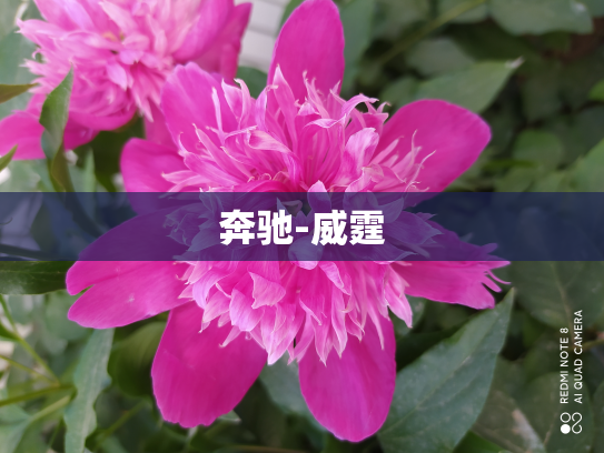 奔驰-威霆