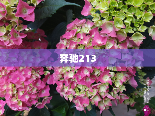 奔驰213