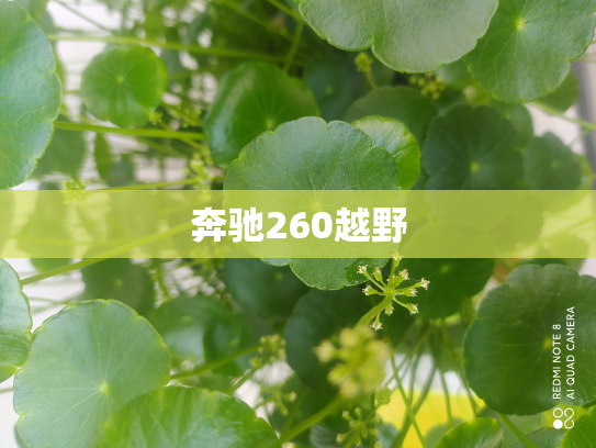 奔驰260越野