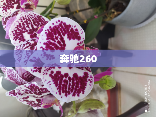 奔驰260