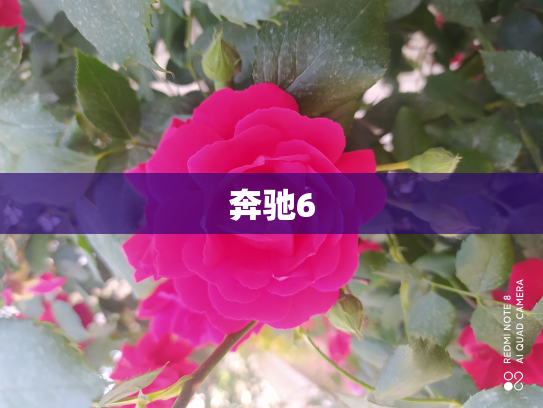 奔驰6