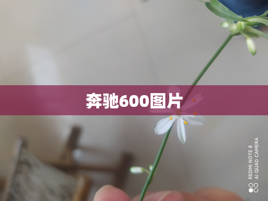 奔驰600图片