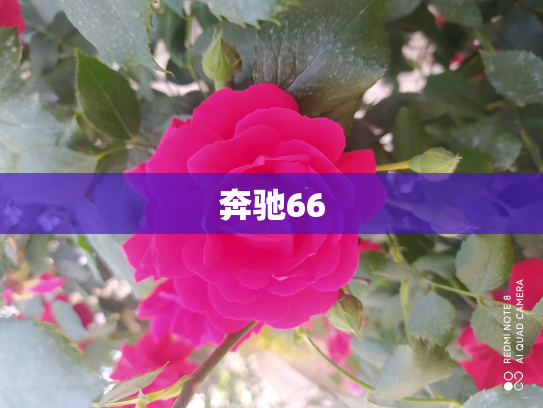奔驰66