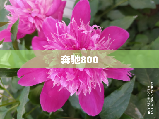 奔驰800