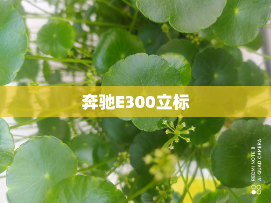 奔驰E300立标