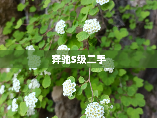 奔驰S级二手