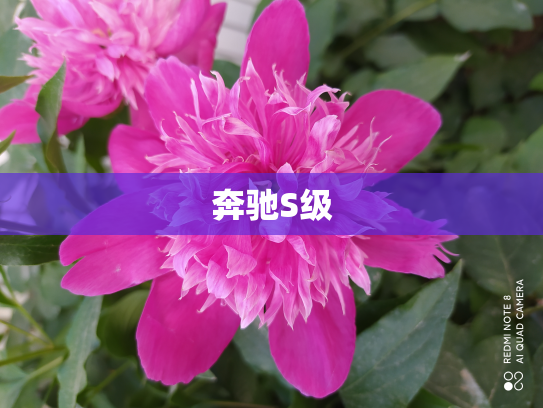 奔驰S级