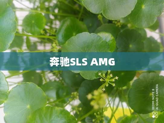 奔驰SLS AMG