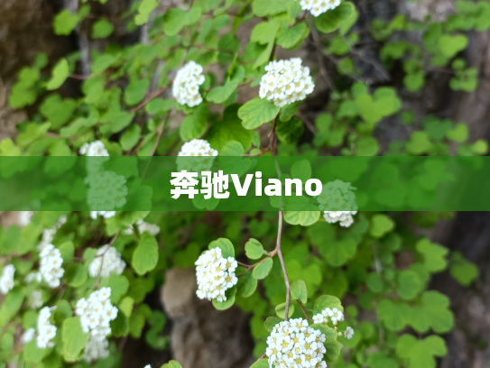 奔驰Viano