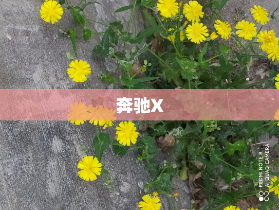 奔驰X