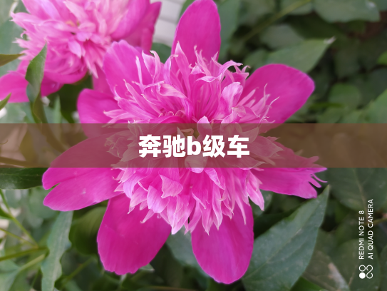 奔驰b级车