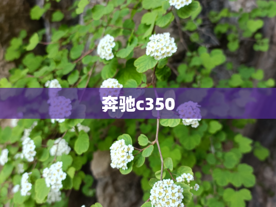 奔驰c350